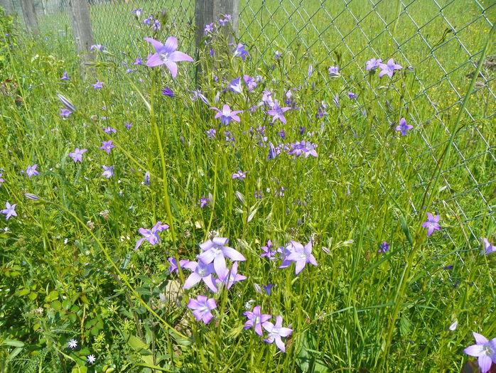 campanula patula