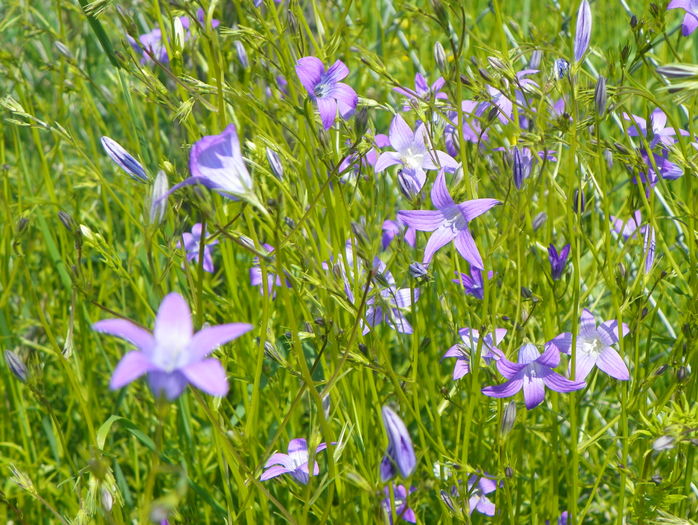 campanula patula