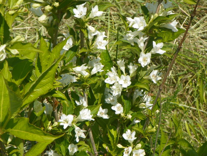 weigela candida