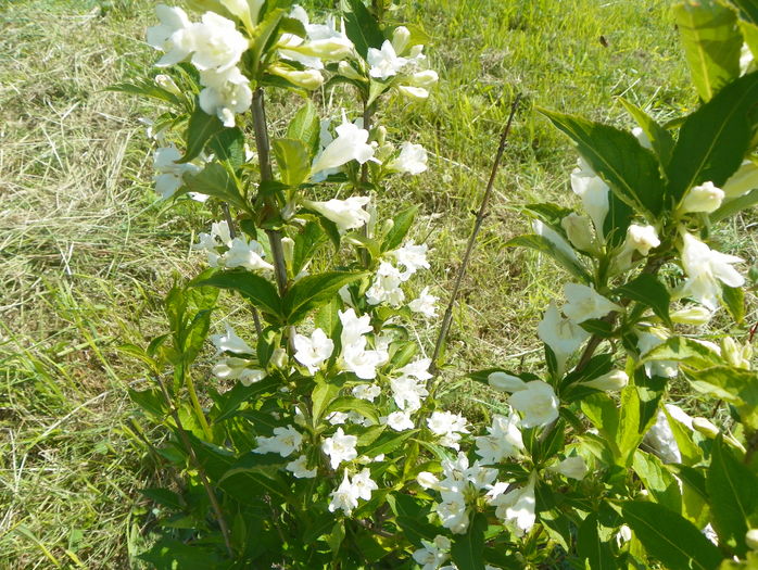 weigela candida