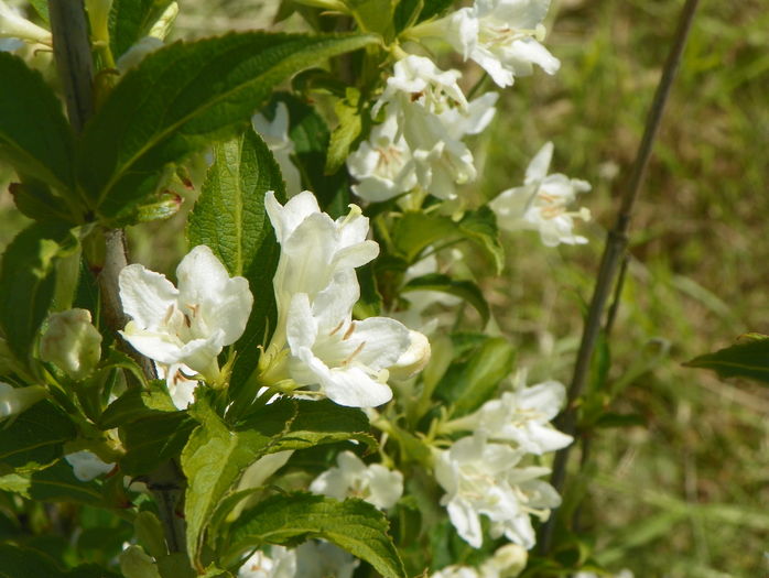 weigela candida