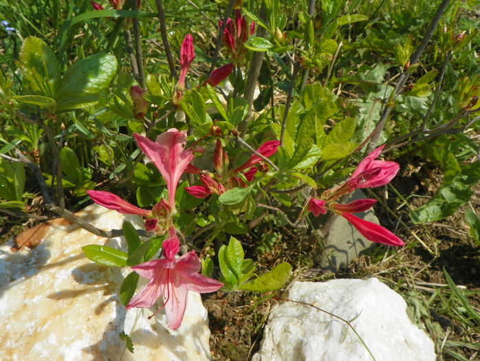 azalea Chanel