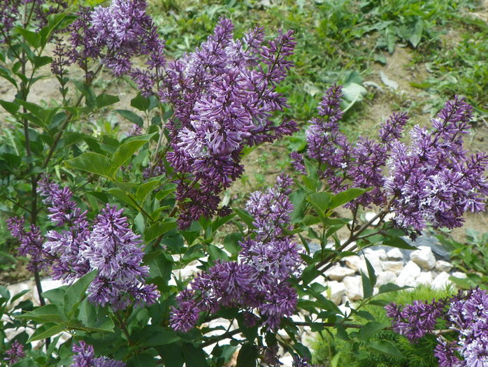 liliac Miss Kim