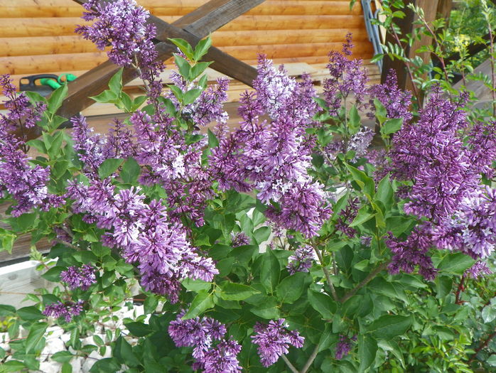 liliac Miss Kim