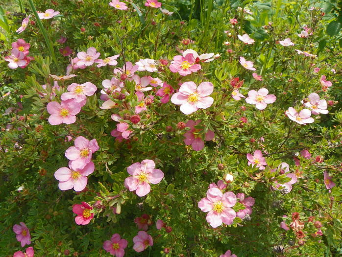 potentilla Lovely Pink