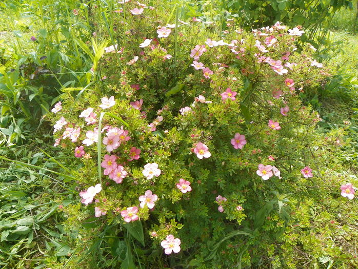 potentilla Lovely Pink