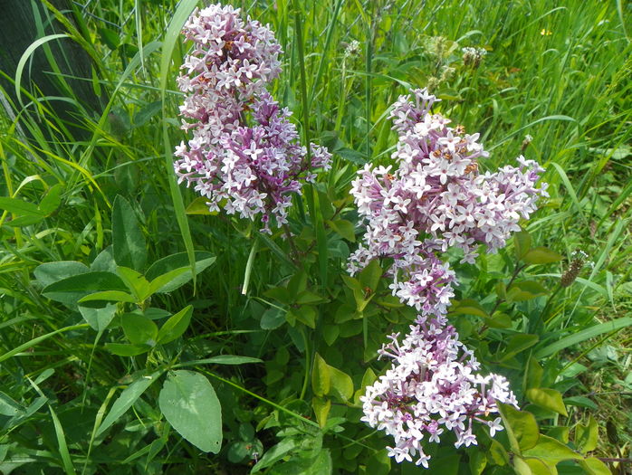 liliac Josee