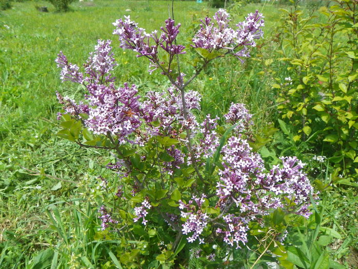 liliac Miss Kim 2