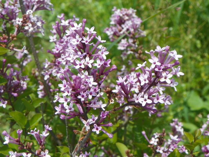 liliac Miss Kim 2