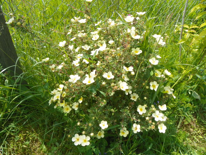 potentilla Primerose Beauty