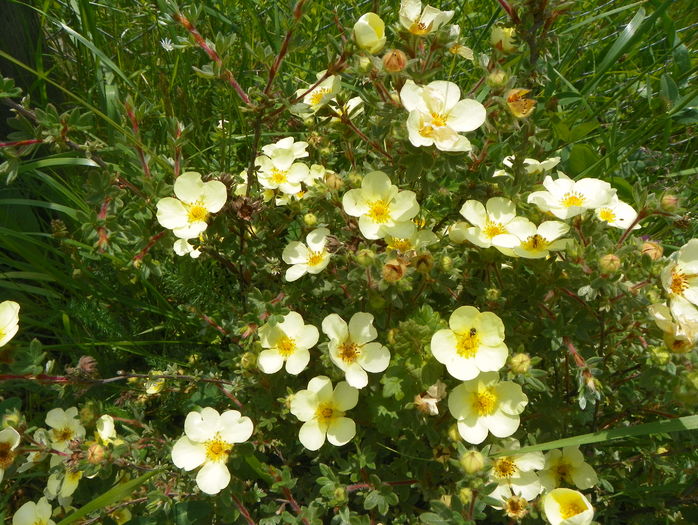 potentilla Primerose Beauty