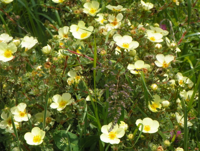 potentilla Primerose Beauty