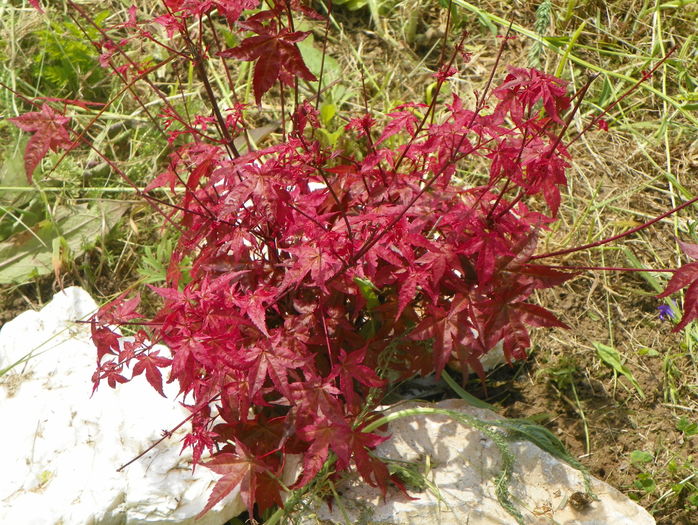 acer palm. Beni Maiko
