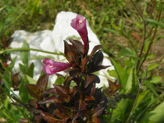 weigela nana purpurea - z-Dobarland 2016