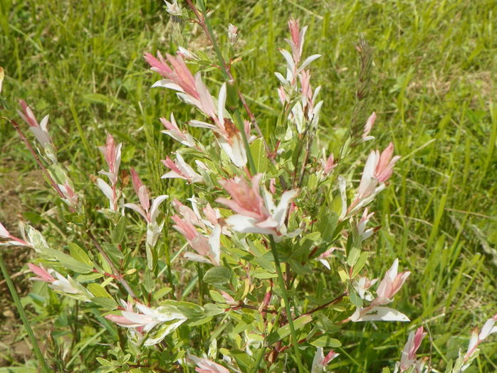 salix Hakuro Nishiki - z-Dobarland 2016