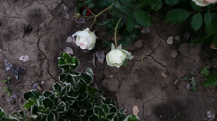 20160521_085208 - curtea cu toate cele 2016