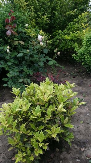 20160521_084800 - curtea cu toate cele 2016