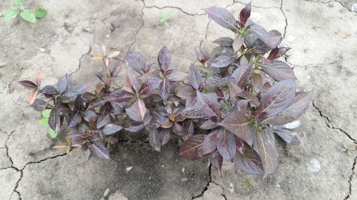 20160521_084719 - curtea cu toate cele 2016