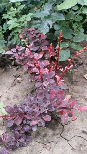 20160521_084513 - curtea cu toate cele 2016