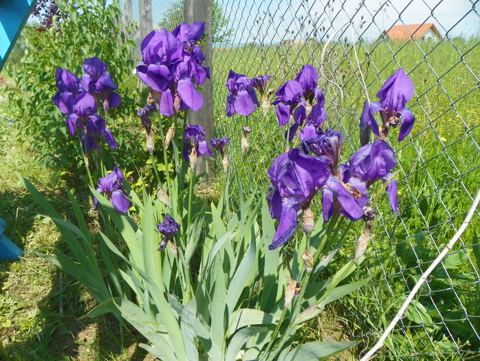 iris germanica
