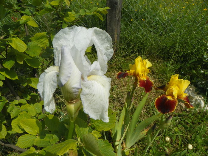 Firebug si English Cottage