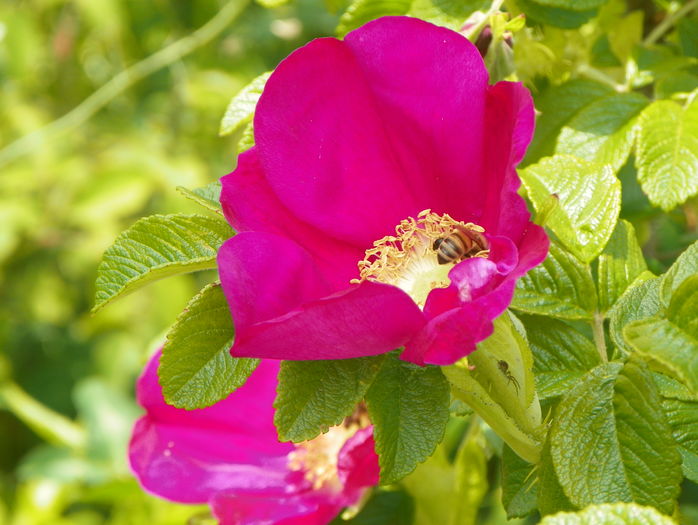 rosa rugosa