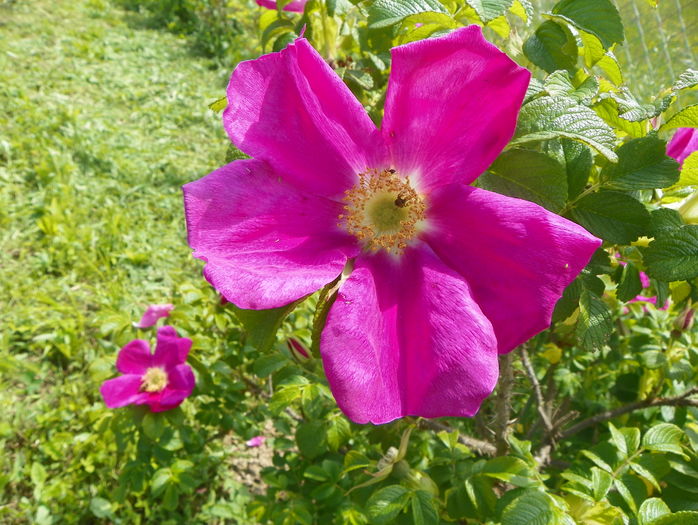 rosa rugosa - Trandafiri 2016