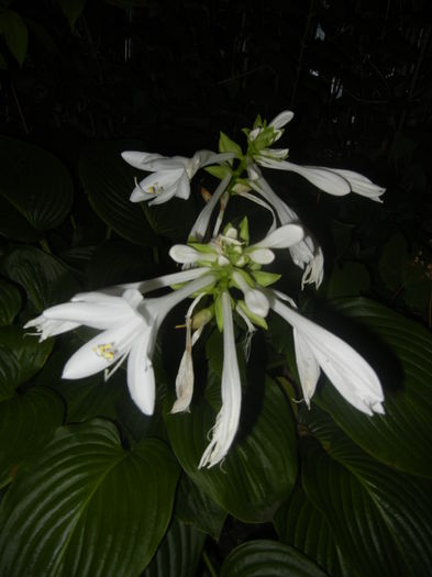 Hosta_Plantain Lily (2015, August 11)