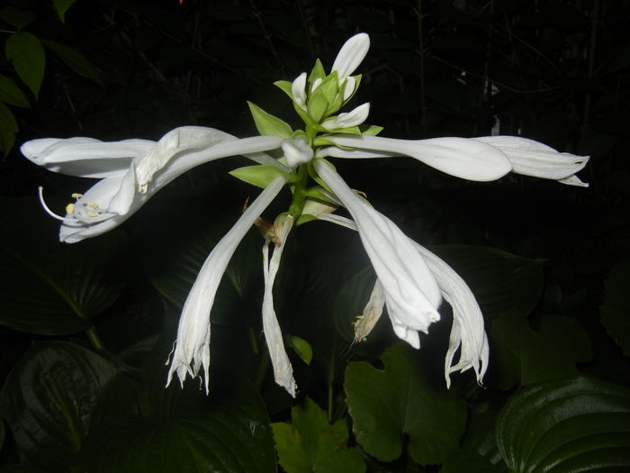 Hosta_Plantain Lily (2015, August 11) - LILY Plantain Lily Hosta