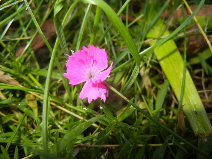 Dianthus Kahori (2015, August 03) - Dianthus Kahori