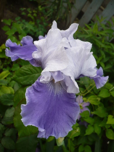 P1260812 - GRADINA 2016-1