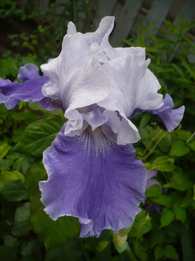 P1260813 - GRADINA 2016-1