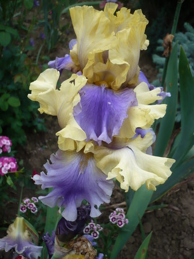 P1260830 - GRADINA 2016-1