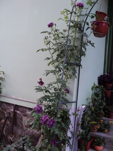 mai 2016.Cat am crescuuut...