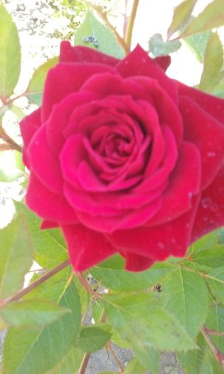 004 - Flori 2016