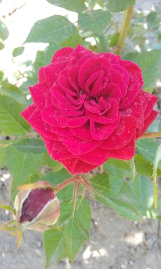 005 - Flori 2016