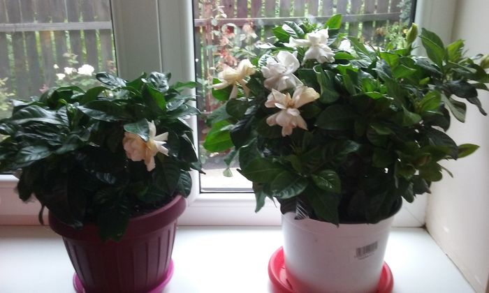 Gardenii