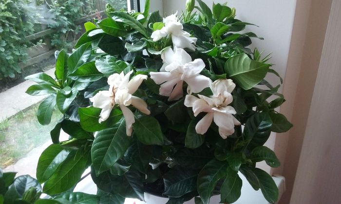 Gardenia - Flori 2016