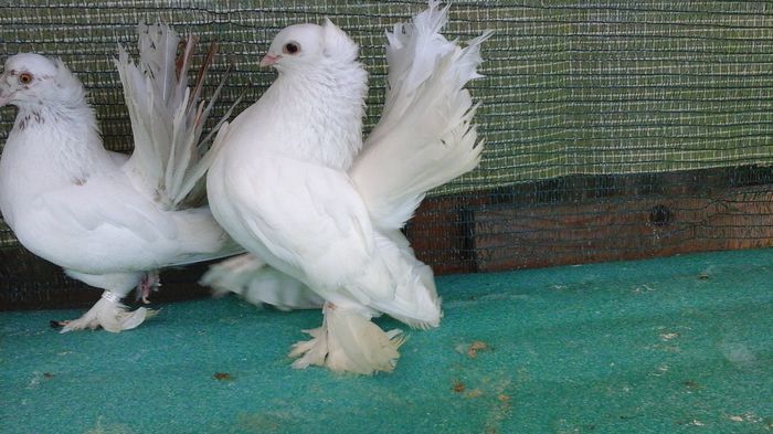 parintii celor doi pui - Rostow alb cu mot coada gri sidefat
