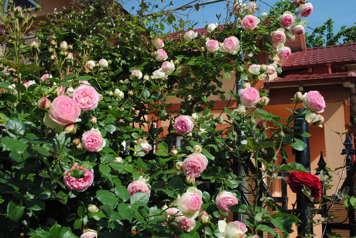21 mai, Eden Rose - 2016 trandafiri -I
