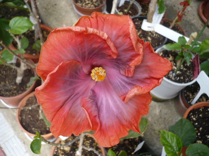 P1260851