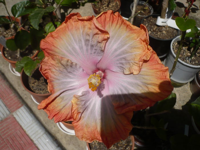 P1260890 - HIBISCUSI 2016-2
