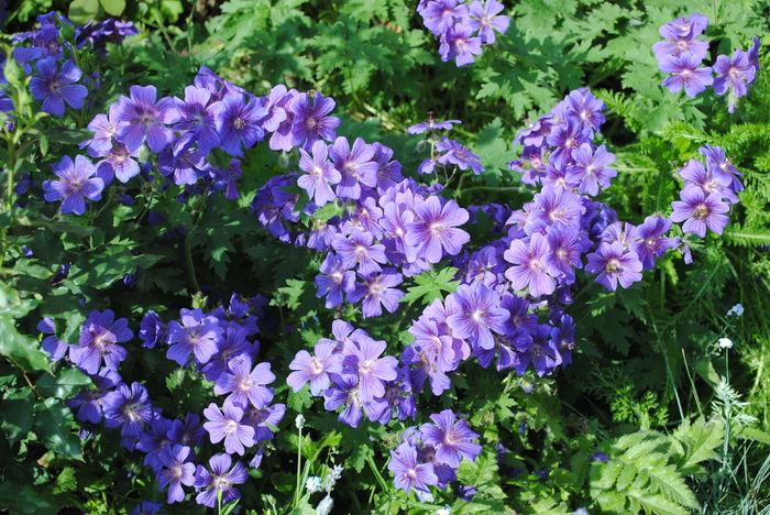 geranium magnificum - 2016 trandafiri -I