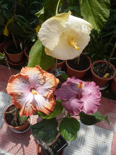 P1260881
