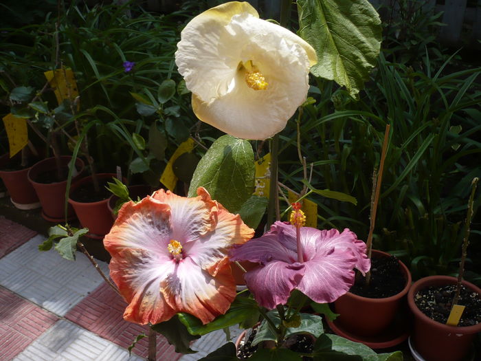 P1260882