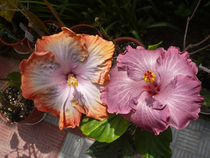 P1260885