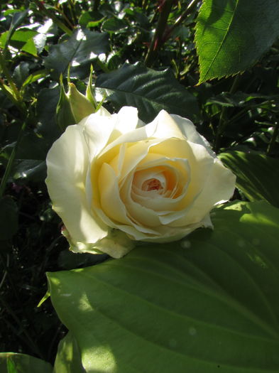 Marie Antoinette