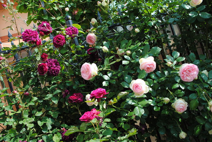 Munstead Wood si Eden Rose - 2016 trandafiri -I