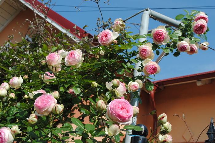 21 mai, Eden Rose