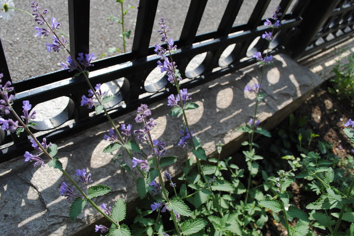 Nepeta faassenii Walkers Low